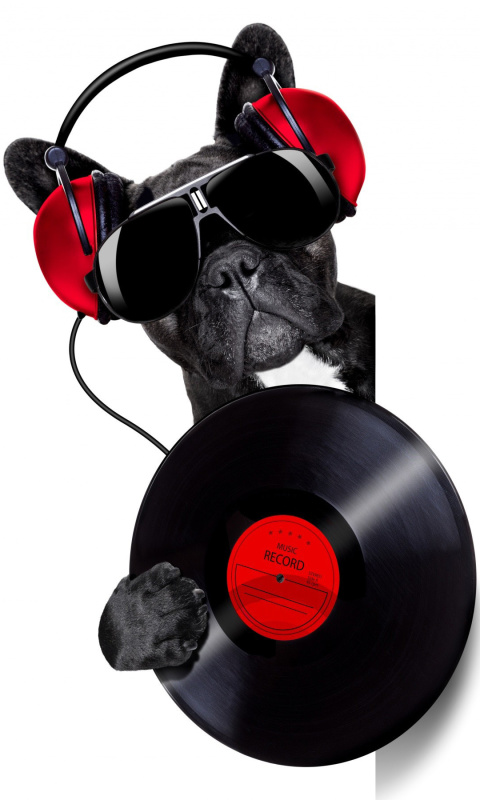 Sfondi DJ Dog 480x800
