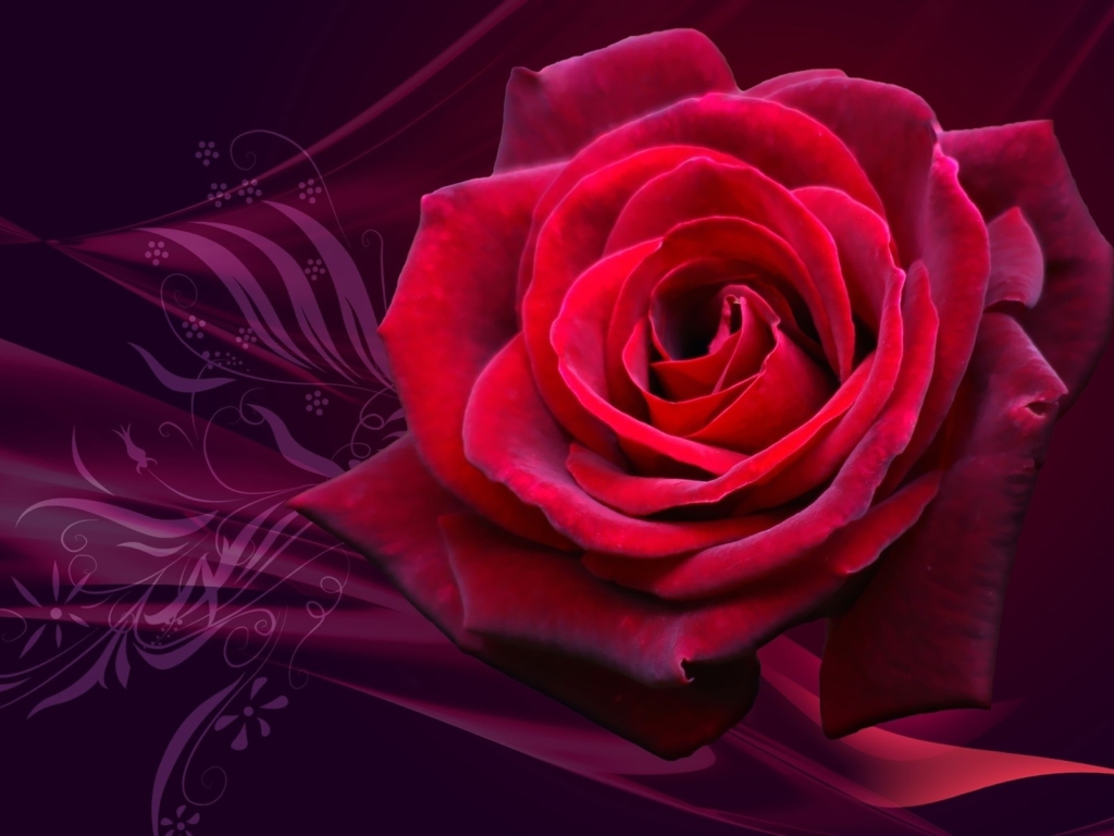 Обои Red Rose 1024x768