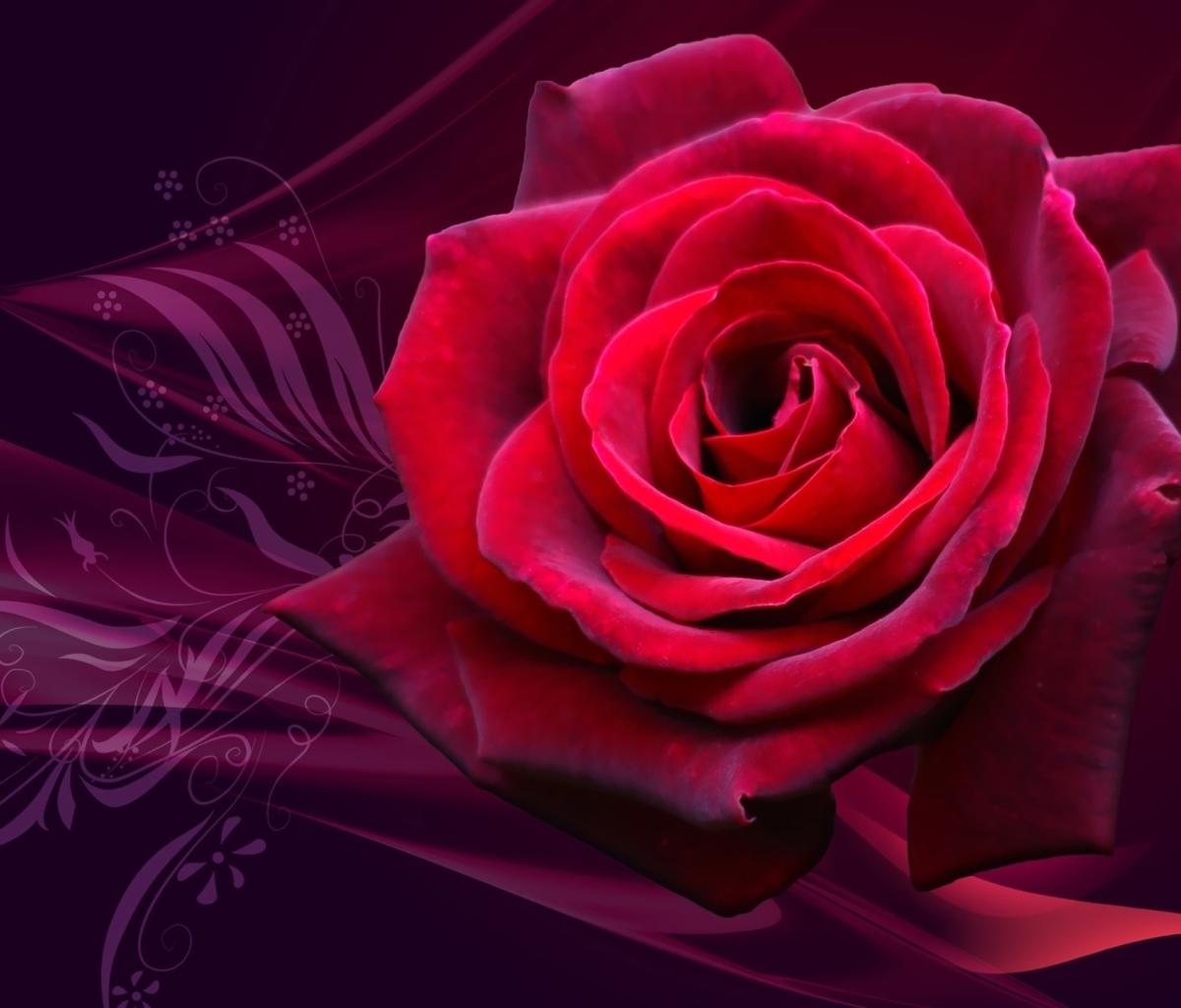 Das Red Rose Wallpaper 1200x1024
