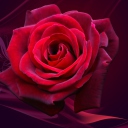 Sfondi Red Rose 128x128