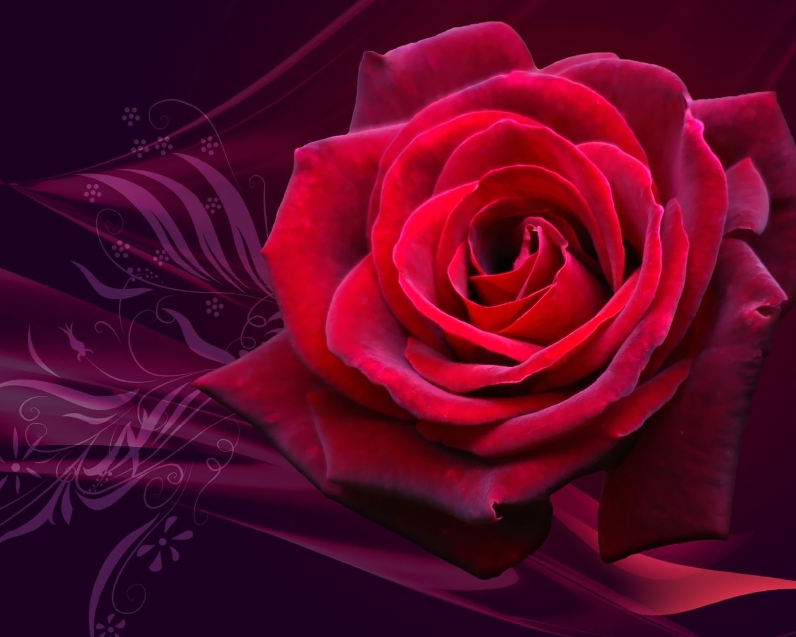 Sfondi Red Rose 1600x1280