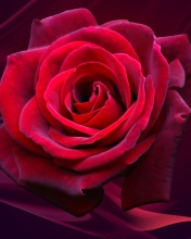 Обои Red Rose 176x220