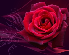 Sfondi Red Rose 220x176