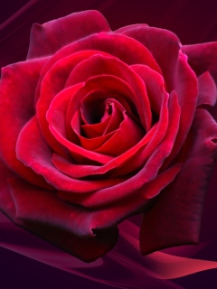 Red Rose wallpaper 240x320