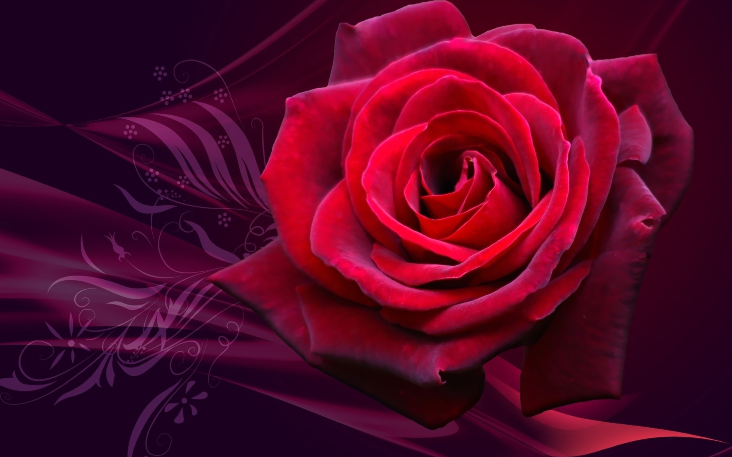 Red Rose wallpaper 2560x1600