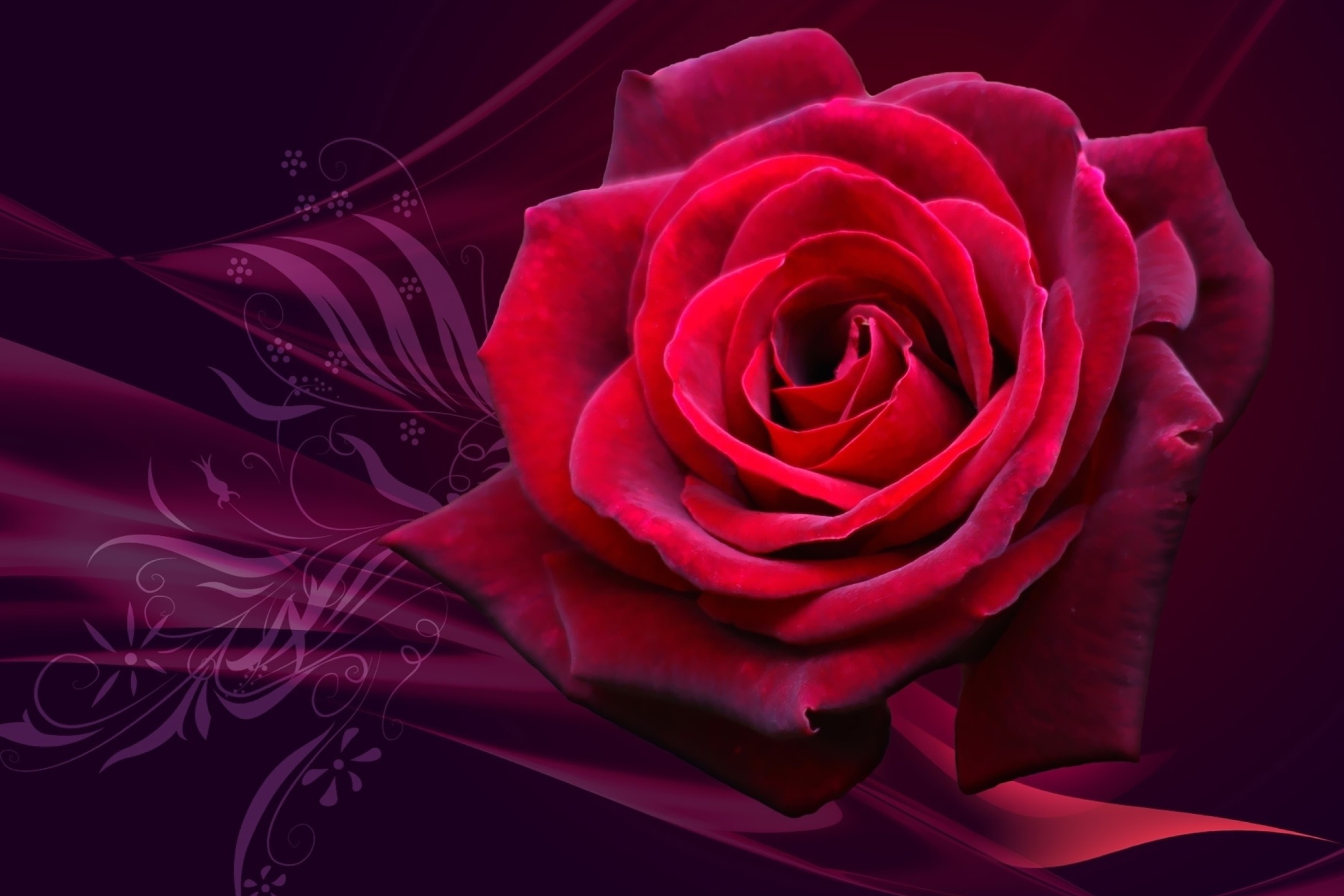 Das Red Rose Wallpaper 2880x1920