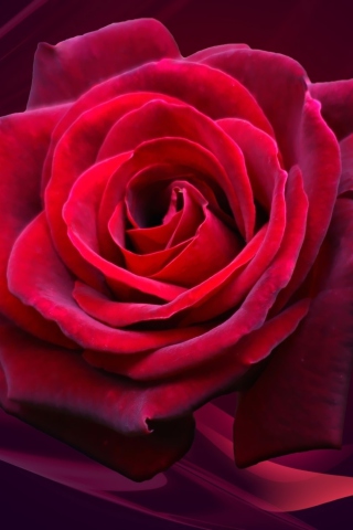 Sfondi Red Rose 320x480