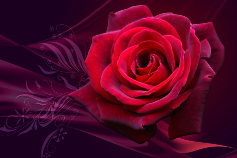 Das Red Rose Wallpaper 480x320