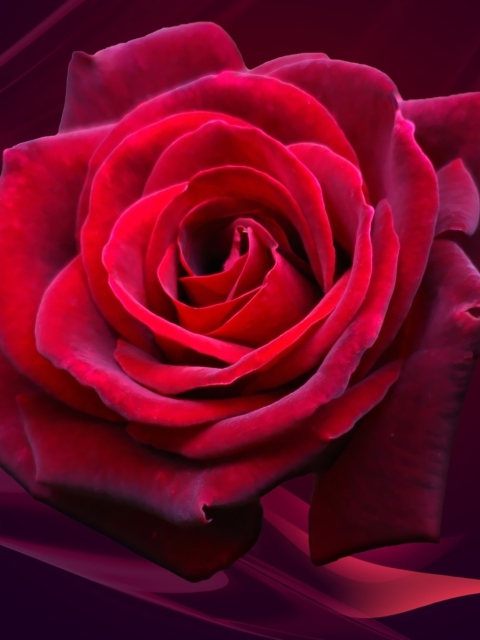 Fondo de pantalla Red Rose 480x640