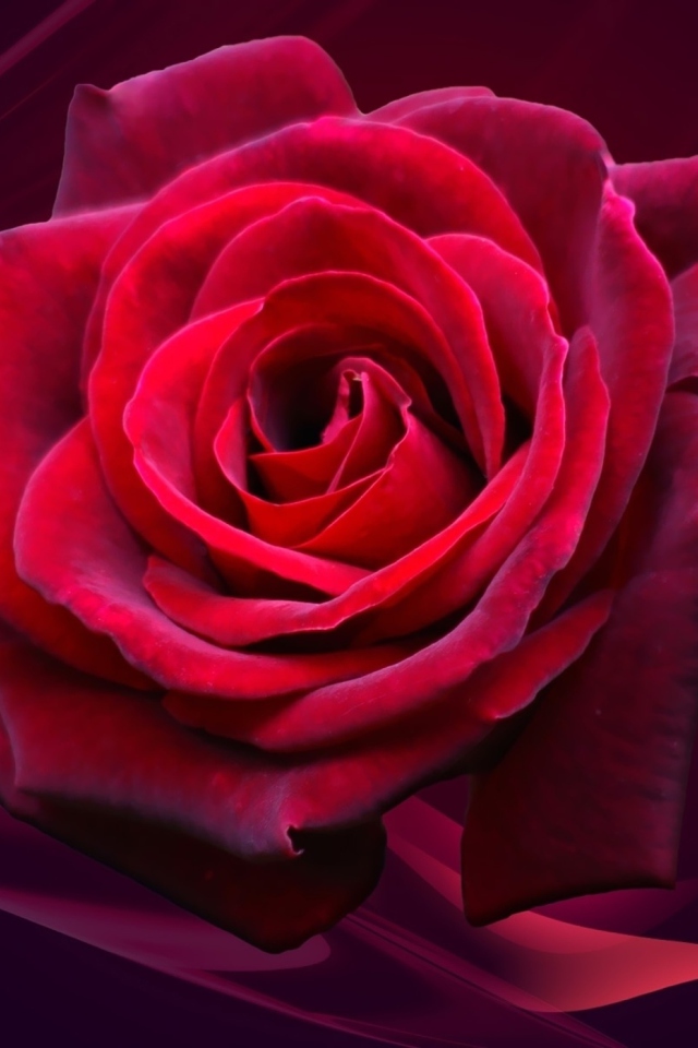 Обои Red Rose 640x960