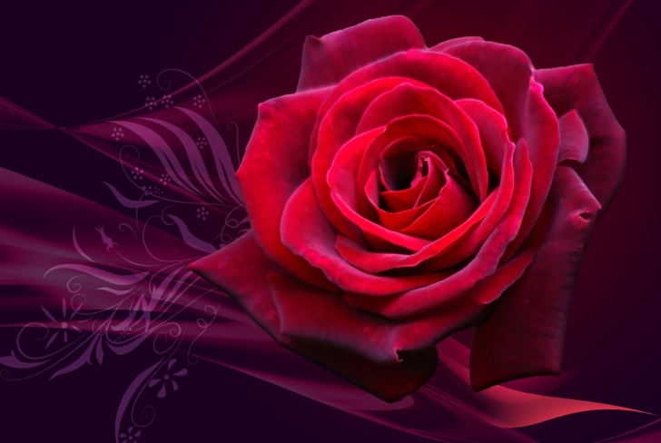 Das Red Rose Wallpaper