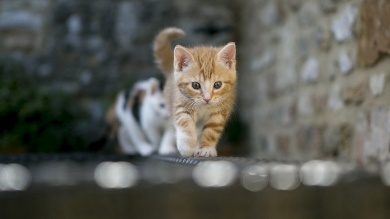 Kitten On Fence wallpaper 1280x720