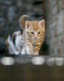 Обои Kitten On Fence 128x160