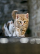 Fondo de pantalla Kitten On Fence 132x176