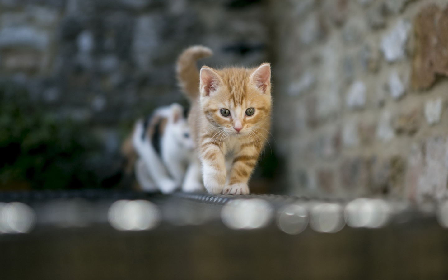 Обои Kitten On Fence 1440x900