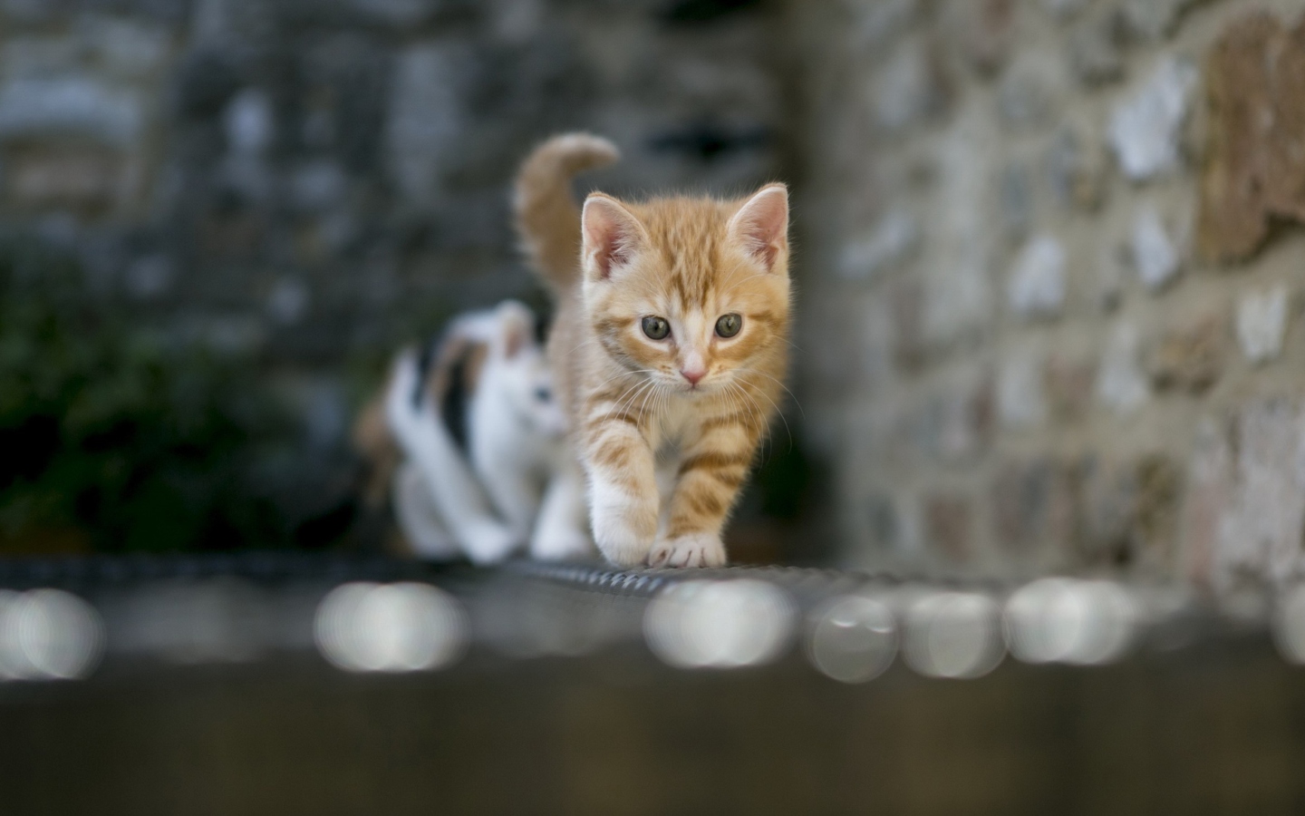 Kitten On Fence wallpaper 1440x900