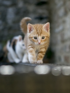 Fondo de pantalla Kitten On Fence 240x320