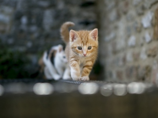 Обои Kitten On Fence 320x240
