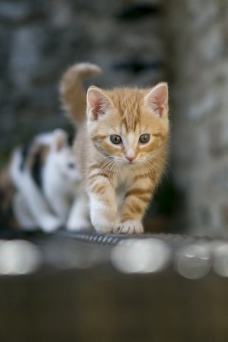 Sfondi Kitten On Fence 320x480