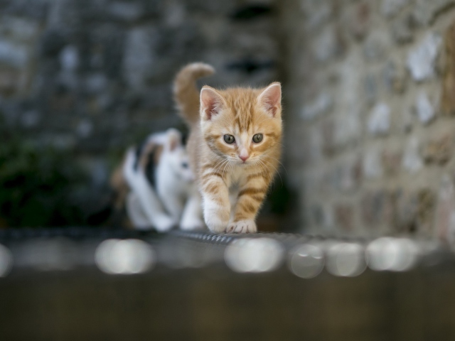 Das Kitten On Fence Wallpaper 640x480