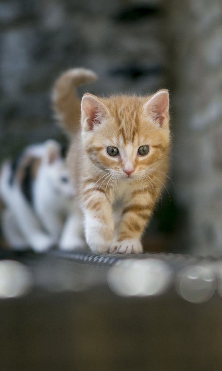 Sfondi Kitten On Fence 768x1280