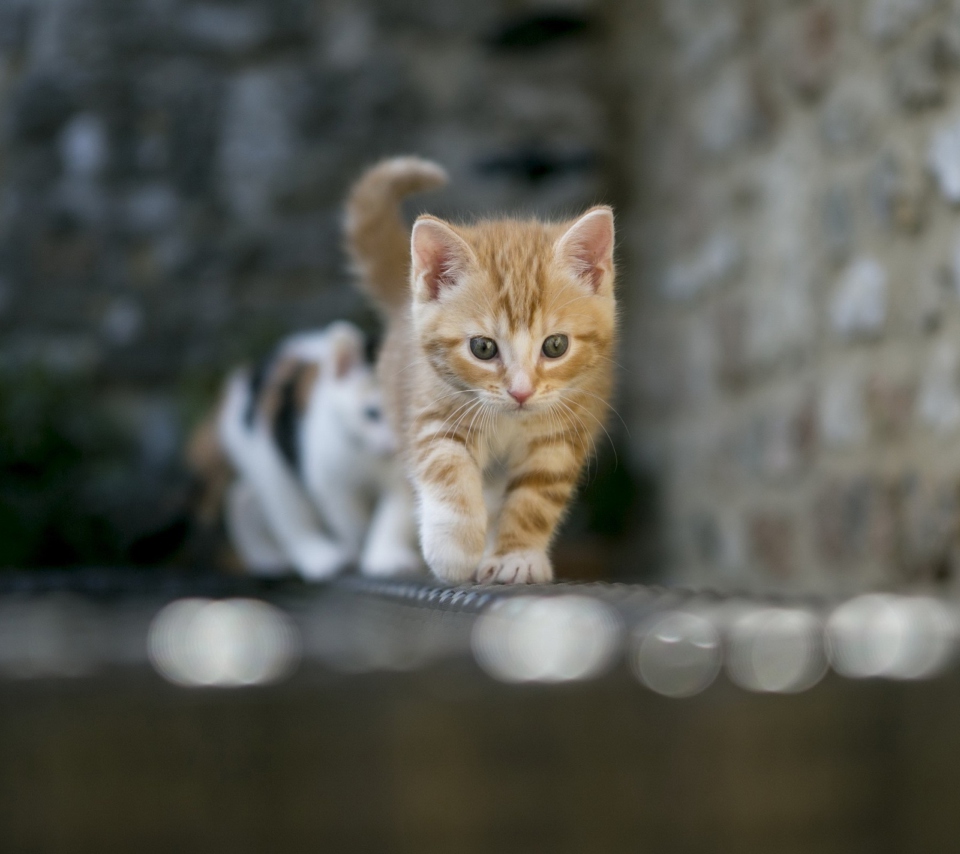 Das Kitten On Fence Wallpaper 960x854