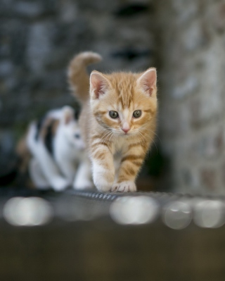 Kitten On Fence - Obrázkek zdarma pro Nokia C6