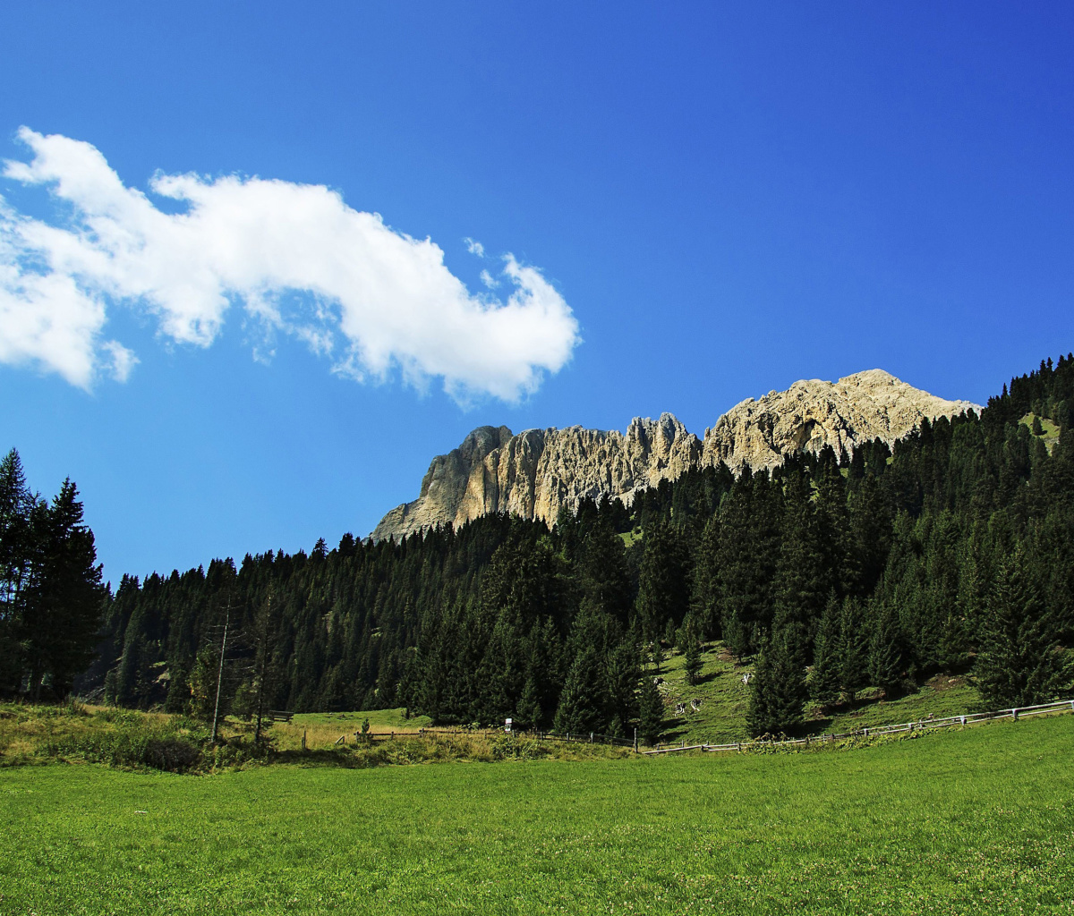 Fondo de pantalla Summer Day in Forest Mountains 1200x1024