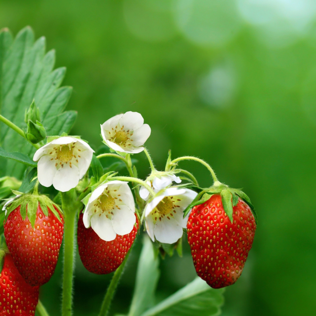 Fondo de pantalla Wild Strawberries 1024x1024