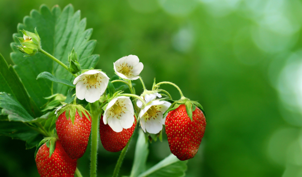 Screenshot №1 pro téma Wild Strawberries 1024x600
