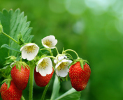 Обои Wild Strawberries 176x144