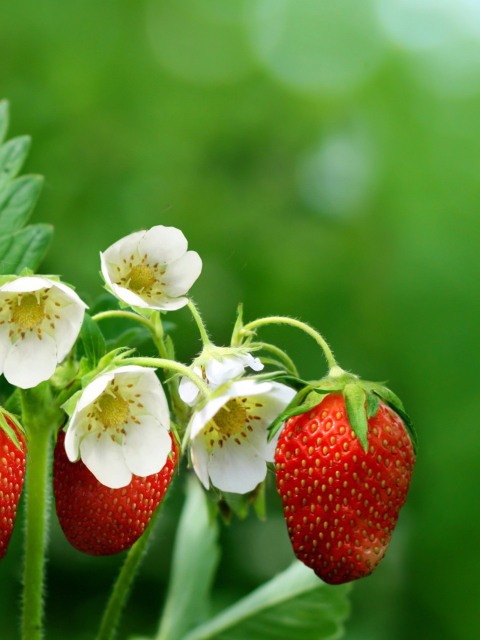 Обои Wild Strawberries 480x640