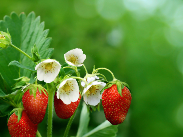 Fondo de pantalla Wild Strawberries 640x480