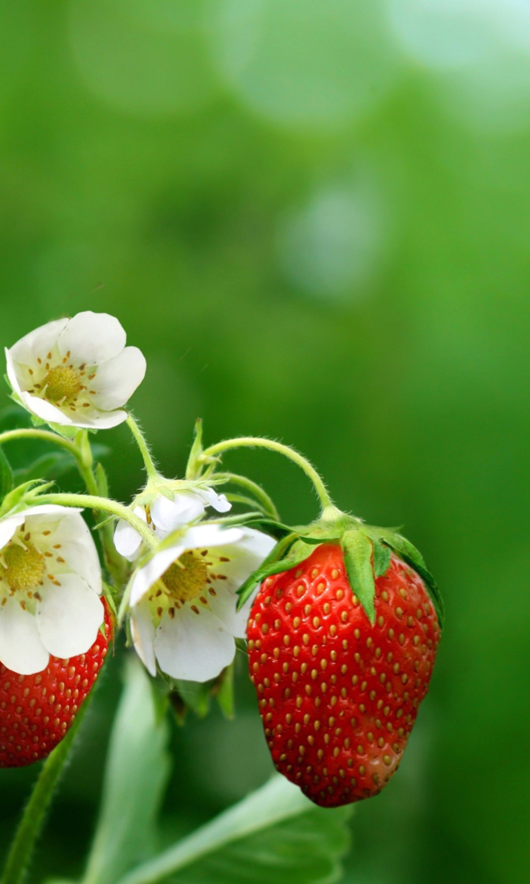 Обои Wild Strawberries 768x1280