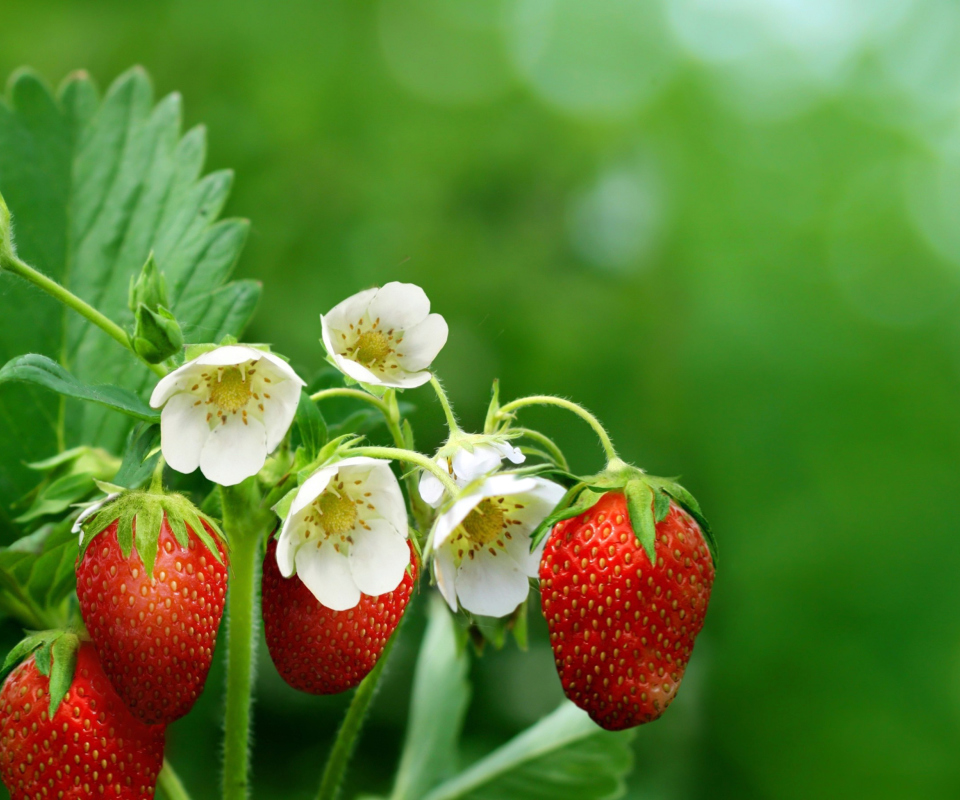 Das Wild Strawberries Wallpaper 960x800