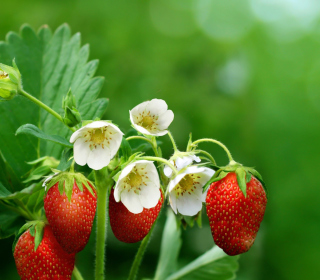 Kostenloses Wild Strawberries Wallpaper für iPad 2