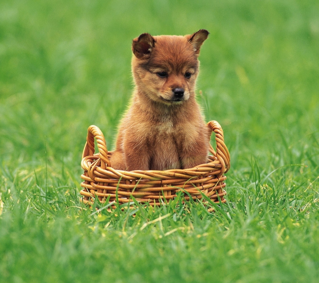 Das Puppy In Basket Wallpaper 1080x960