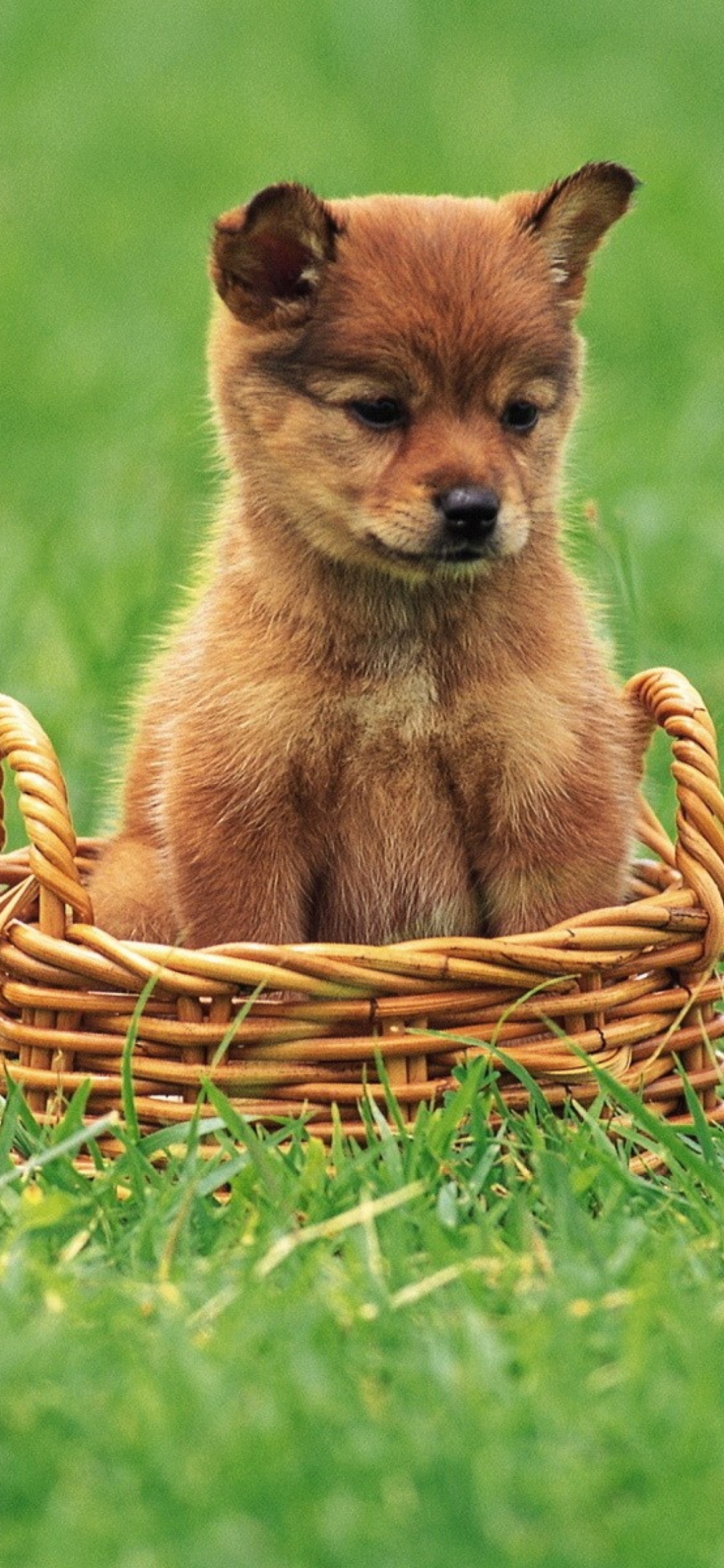 Das Puppy In Basket Wallpaper 1170x2532