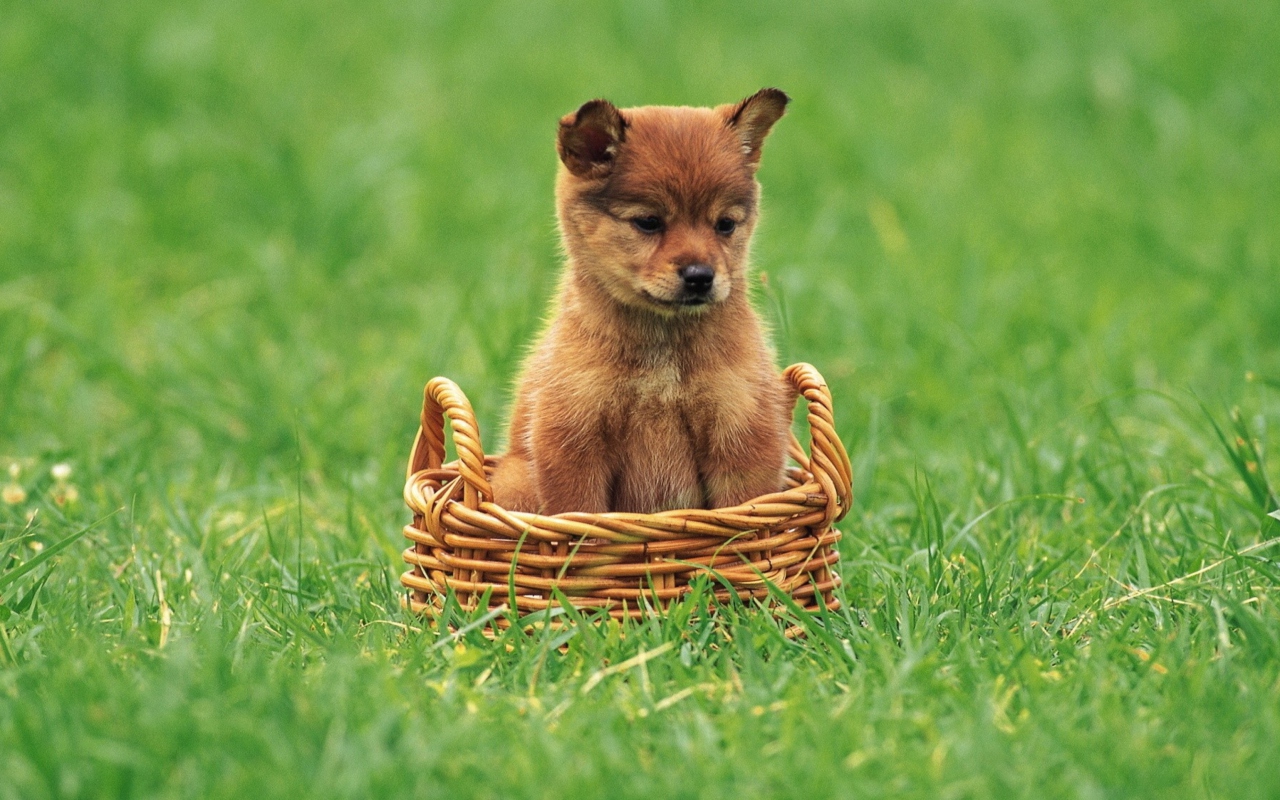 Das Puppy In Basket Wallpaper 1280x800