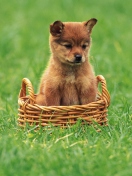 Puppy In Basket wallpaper 132x176
