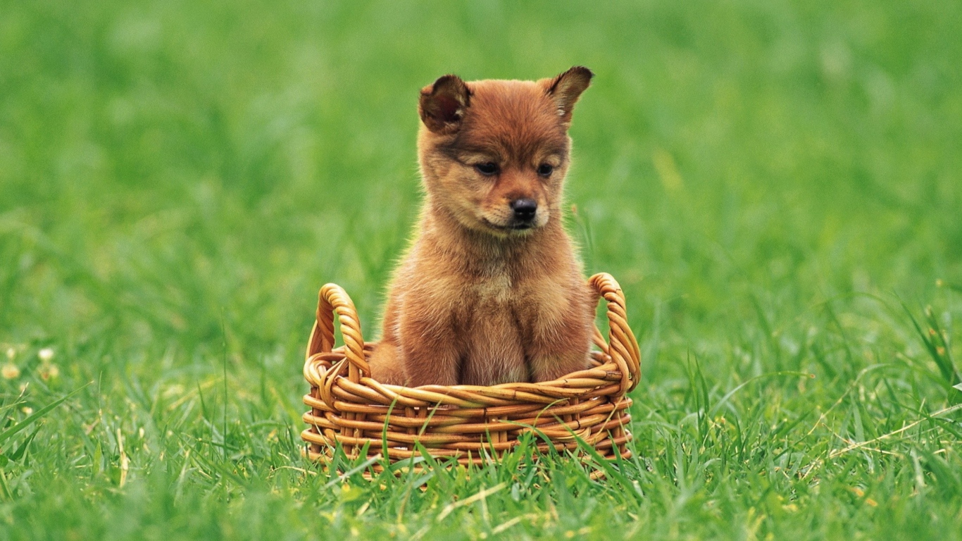 Обои Puppy In Basket 1366x768