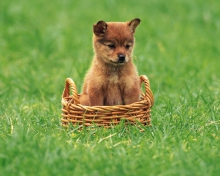 Das Puppy In Basket Wallpaper 220x176