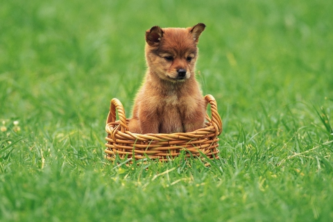 Puppy In Basket wallpaper 480x320