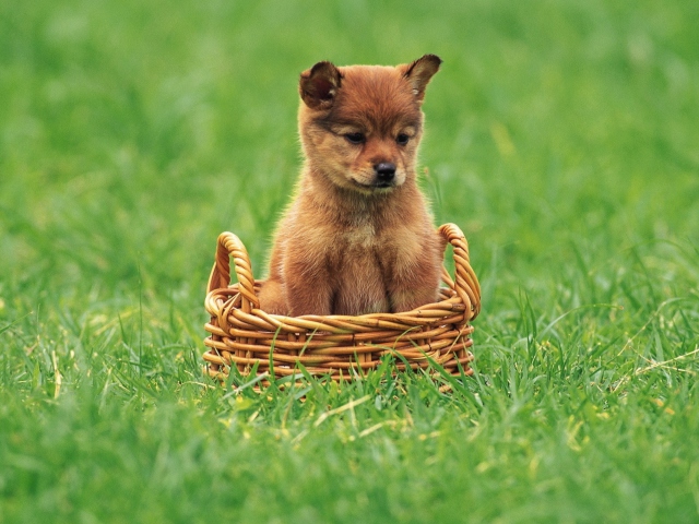 Das Puppy In Basket Wallpaper 640x480