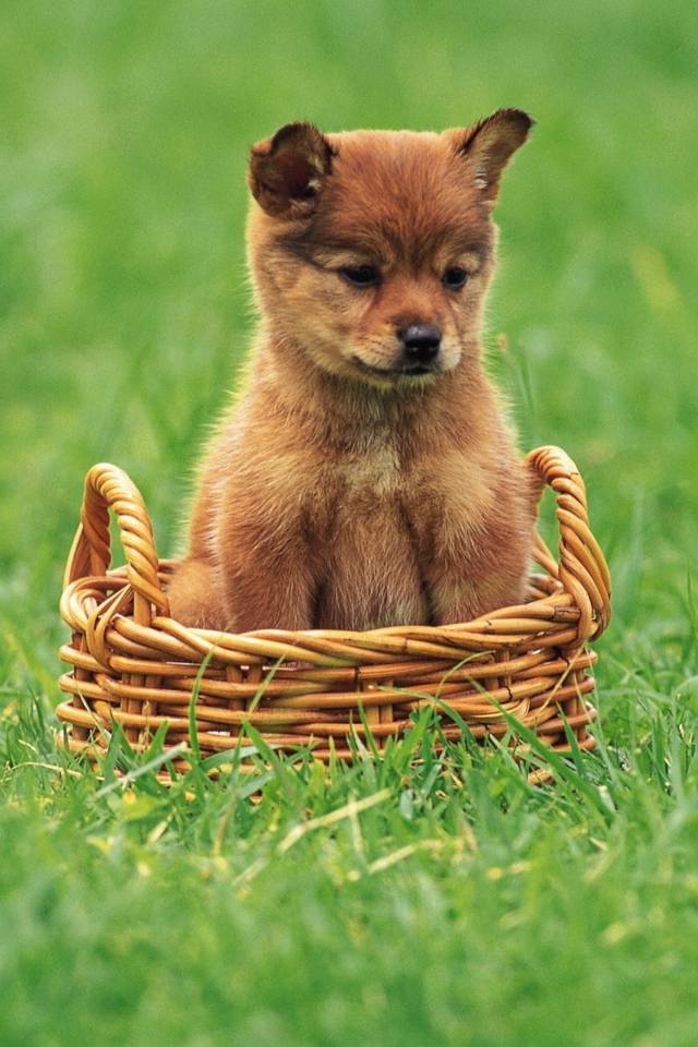Puppy In Basket wallpaper 640x960