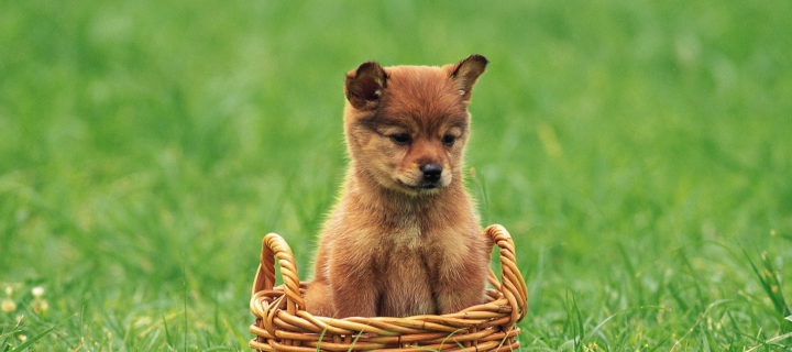 Обои Puppy In Basket 720x320