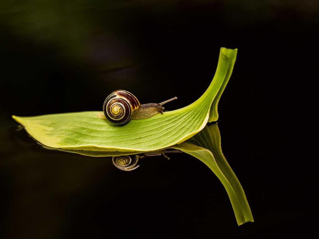 Screenshot №1 pro téma Snail On Leaf 1024x768