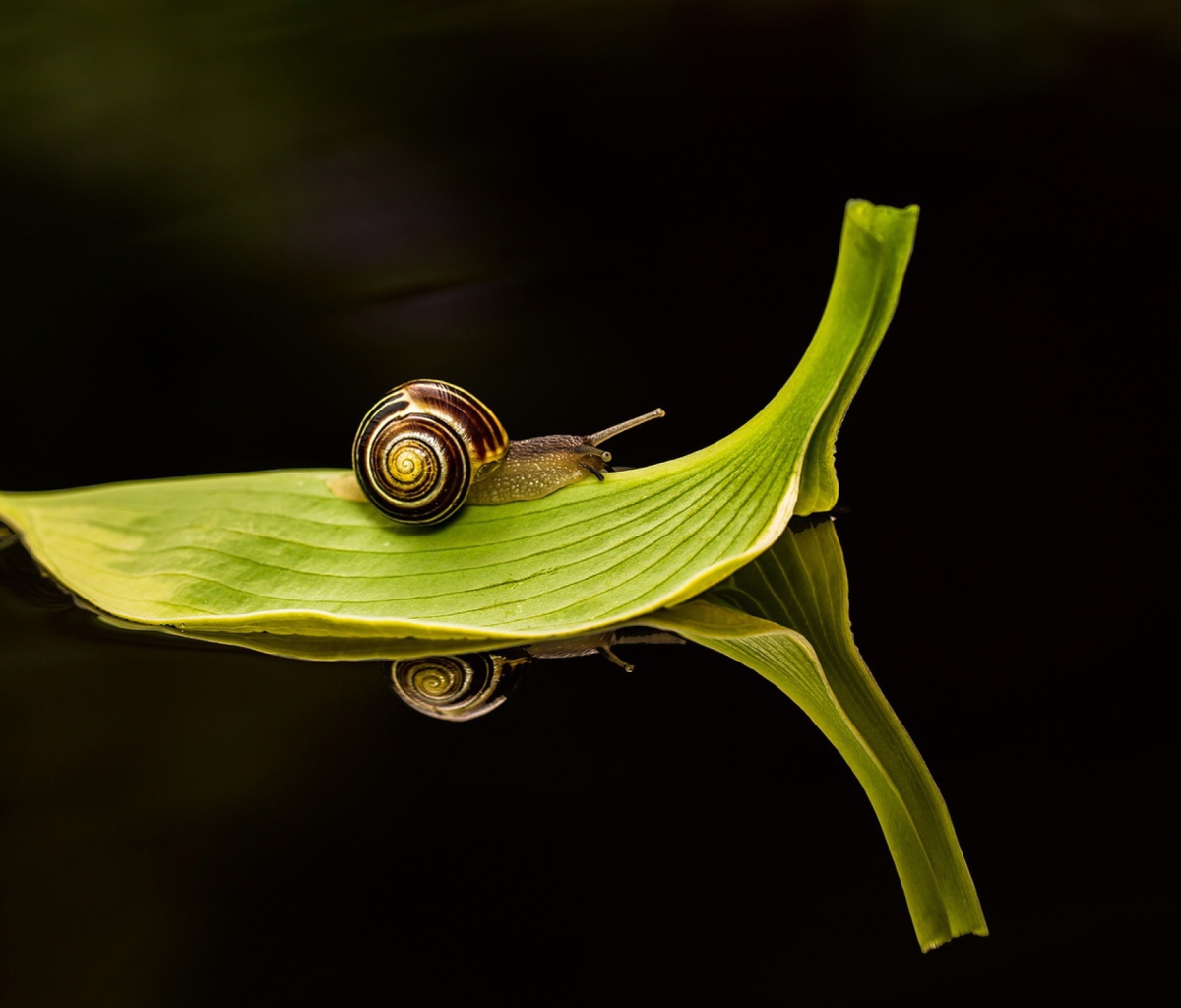 Fondo de pantalla Snail On Leaf 1200x1024