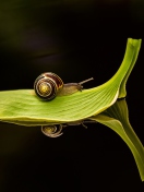 Fondo de pantalla Snail On Leaf 132x176