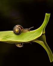Sfondi Snail On Leaf 176x220